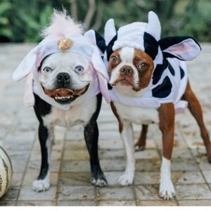 2 dogs in costumes