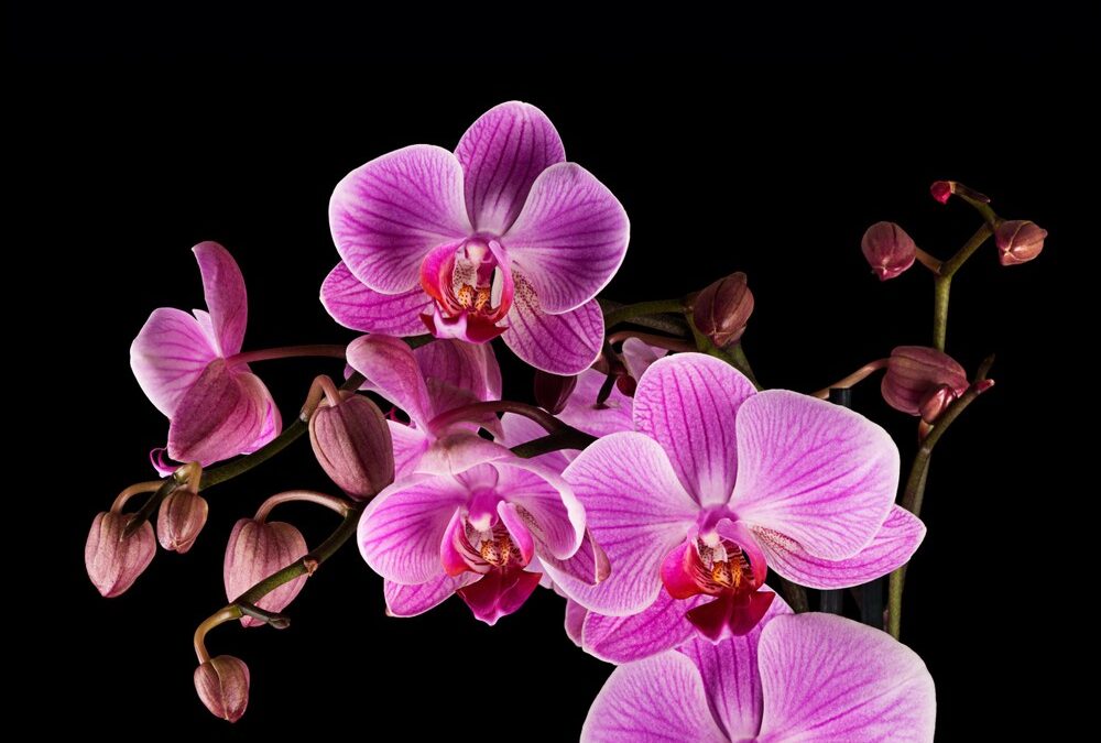 Orchid Fest – Reiman Gardens