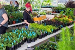 Reiman Gardens Plant Sale
